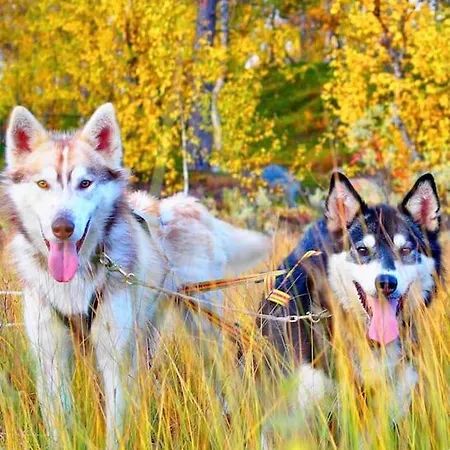 Chalet Husky Farm Cabin At Offtrack Experience